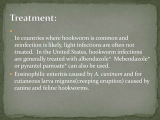Life Cycle:Capillaria hepatica adult worms reside in the liver of various animals, especially rats. Capillariaaerophila adult worms reside in the epithelium of the tracheo-bronchial tract of various animals. 