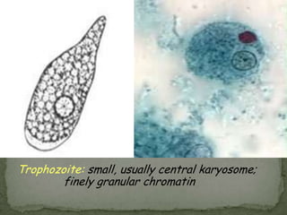 asymptomatic infection ("luminal amebiasis")invasive intestinal amebiasis(dysentery, colitis, appendicitis, toxic megacolon, amebomas) invasive extraintestinalamebiasis(liver abscess, peritonitis, pleuropulmonary abscess, cutaneous and genital amebic lesions).Clinical Features: