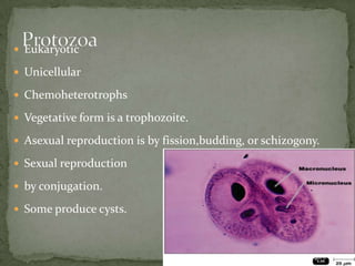 EukaryoticUnicellularChemoheterotrophsVegetative form is a trophozoite.Asexual reproduction is by fission,budding, or schizogony.Sexual reproduction by conjugation.Some produce cysts.ProtozoaFigure 12.16