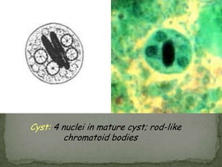 Trophozoite:small, usually central karyosome;			 finely granular chromatin