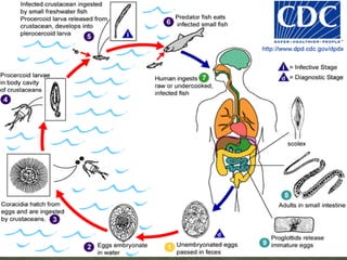 Life Cycle:Eggs are deposited on perianal folds .  Self-infection occurs by transferring infective eggs to the mouth with hands that have scratched the perianal area .  Person-to-person transmission can also occur through handling of contaminated clothes or bed linens.  Enterobiasis may also be acquired through surfaces in the environment that are contaminated with pinworm eggs (e.g., curtains, carpeting).  Some small number of eggs may become airborne and inhaled.  .