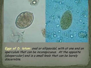 Life Cycle:These would be swallowed and follow the same development as ingested eggs.  -larvae hatch in the small intestine -adults in the colon .Gravid females migrate nocturnally outside the anus and oviposit while crawling on the skin of the perianal area .  The larvae contained inside the eggs develop (the eggs become infective) in 4 to 6 hours under optimal conditions .  Retroinfection, or the migration of newly hatched larvae from the anal skin back into the rectum