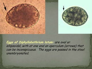 Clinical FeaturesEnterobiasis is frequently asymptomatic.  The most typical symptom is perianalpruritus, especially at night, which may lead to excoriations and bacterial superinfection.  Occasionally, invasion of the female genital tract with vulvovaginitis and pelvic or peritoneal granulomas can occur.  Other symptoms include anorexia, irritability, and abdominal pain.