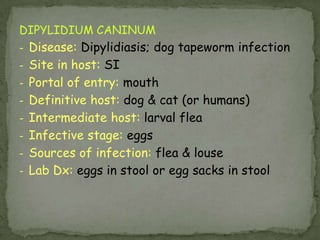 Infective stage: filariform larva