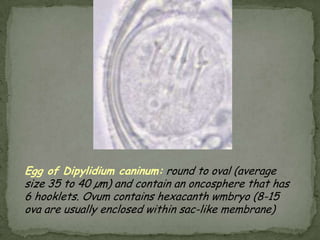 Sources of infection: infective filariform larvae in soil