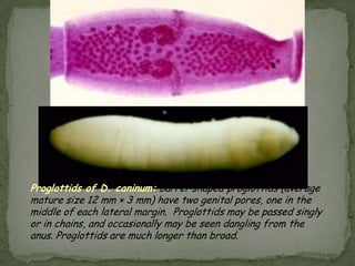 The embryo has begun cellular division and is at an early (gastrula) developmental stage.