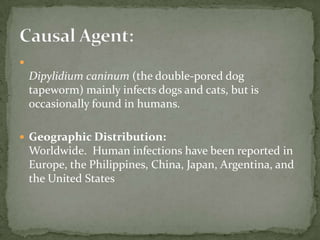 Hookworm filariform larva (wet preparation).