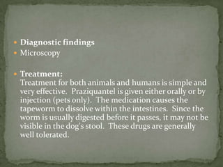 Site in host: SI, attached