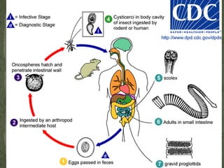 Life Cycle:Eggs are passed in the stool-released rhabditiform larvae grow in the feces and/or the soil , and after 5 to 10 days (and two molts) they become filariform (third-stage) larvae that are infective .    On contact with the human host, the larvae penetrate the skin and are carried through the veins to the heart and then to the lungs.  They penetrate into the pulmonary alveoli, ascend the bronchial tree to the pharynx, and are swallowed The larvae reach the small intestine- adults.  Adult worms live in the lumen of the small intestine, where they attach to the intestinal wall with resultant blood loss by the host .  In addition, infection by A. duodenale may probably also occur by the oral and transmammary route.  N. americanus, however, requires a transpulmonary migration phase