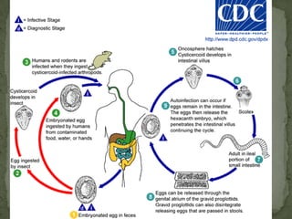 Clinical Features:Iron deficiency anemia is the most common symptom of hookworm infection, and can be accompanied by cardiac complications.  Gastrointestinal and nutritional/metabolic symptoms can also occur.  local skin manifestations ("ground itch") can occur during penetration by the filariform (L3) larvae, and respiratory symptoms can be observed during pulmonary migration of the larvae.