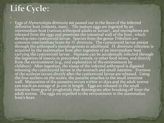 Treatment:In countries where hookworm is common and reinfection is likely, light infections are often not treated.  In the United States, hookworm infections are generally treated with albendazole*  Mebendazole* or pyrantelpamoate* can also be used.  Eosinophilic enteritis caused by A. caninum and for cutaneous larva migrans(creeping eruption) caused by canine and feline hookworms.