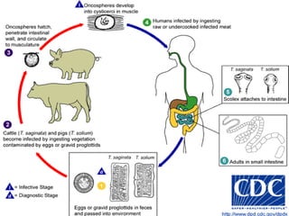 Hookworm	Hookworm responsible for development of USPHSCaused by two different species (North American and Old World)Very similar to strongyloides in life cycleAttaches to duodenum, feeds on bloodElaborates anticoagulant, attaches and reattaches many timesLoss of around 0.1 ml/d of blood per worm