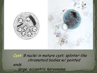 Entamoeba hartmanniTrophozoite: small, usually eccentric karyosome;			finely granular chromatin