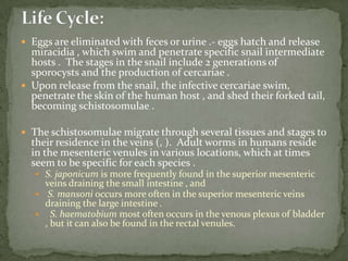 Life Cycle:Parasitic cycle:Filariform larvae in contaminated soil penetrate the human skin , and are transported to the lungs where they penetrate the alveolar spaces; they are carried through the bronchial tree to the pharynx, are swallowed and then reach the small intestine .  In the small intestine become adult female worms .  The females live threaded in the epithelium of the small intestine and by parthenogenesis produce eggs , which yield rhabditiform larvae.  The rhabditiform larvae can either be passed in the stool (see "Free-living cycle" above), or can cause autoinfection . 