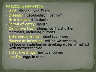 Strongyloides: Crucial Aspects of Life CycleInfection acquired through penetration of intact skinInfection may persist for many years via autoinfectionIn immunocompromised patients, there is risk of dissemination or hyperinfectionHyperinfection syndrome