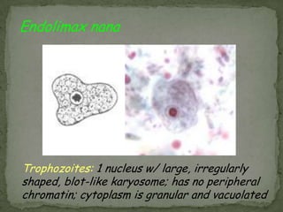 Entamoeba coliTrophozoite: 1 nucleus with large eccentric		 karyosome; coarse, irregular peripheral	 chromatin