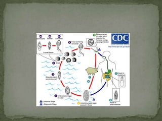 Definitive host: human, dogs, cats