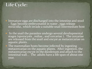 1st Intermediate host: crustaceans (Cyclops or Diaptomus)