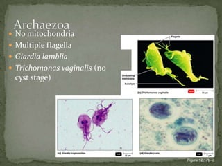 No mitochondriaMultiple flagellaGiardia lambliaTrichomonas vaginalis (no cyst stage)ArchaezoaFigure 12.17b–d