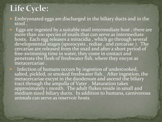 Causal Agents:The cestodeDiphyllobothriumlatum (the fish or broad tapeworm), the largest human tapeworm. Geographic Distribution:Diphyllobothriasis occurs in the Northern Hemisphere Freshwater fish infected with Diphyllobothrium sp. larva may be transported to and consumed in geographic areas where active transmission does not occur, resulting in human diphyllobothriasis. 