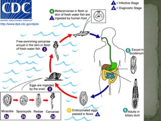 Clinical Features:Diphyllobothriasis can be a long-lasting infection (decades).  Most infections are asymptomatic.  Manifestations may include abdominal discomfort, diarrhea, vomiting, and weight loss.  Vitamin B12 deficiency with pernicious anemia may occur.  Massive infections may result in intestinal obstruction.  Migration of proglottids can cause cholecystitis or cholangitis.