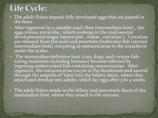 Diagnostic findingsMicroscopyTreatment:Praziquantel* is the drug of choice.  Alternatively, Niclosamide can also be used to treat diphyllobothriasis.  