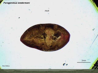 Intermediate host: larval flea