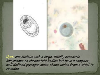 Endolimax nanaTrophozoites:1 nucleus w/ large, irregularly shaped, blot-like karyosome; has no peripheral chromatin; cytoplasm is granular and vacuolated