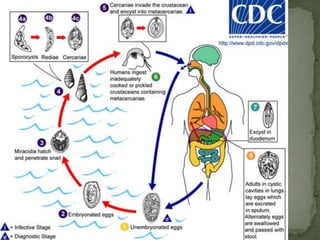 Proglottids of D. caninum: barrel-shaped proglottids (average mature size 12 mm × 3 mm) have two genital pores, one in the middle of each lateral margin.  Proglottids may be passed singly or in chains, and occasionally may be seen dangling from the anus. Proglottids are much longer than broad.