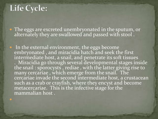 Adult tapeworm of Dipylidium caninum.  The scolex of the worm is very narrow and the proglottids, as they mature, get larger. 