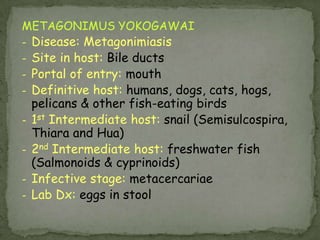 Life Cycle:Humans acquire infection by ingesting the cysticercoid contaminated flea.  This can be promulgated by close contact between children and their infected pets.  In the small intestine of the vertebrate host the cysticercoid develops into the adult tapeworm (measuring up to 60 cm in length and 3 mm in width) reside in the small intestine of the host, where they each attach by their scolex.  They produce proglottids (or segments) which have two genital pores (hence the name "double-pored" tapeworm).  The proglottids mature, become gravid, detach from the tapeworm, and migrate to the anus or are passed in the stool .