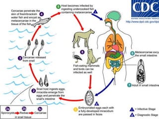 HYMENOLEPIS NANADisease: Hymenolepiasis; dwarf tapeworm infection