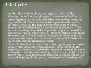 Site in host: adults & cysts in SI