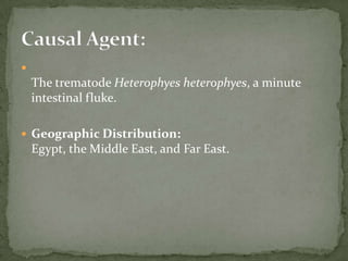Infective stage: eggs 