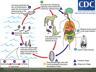 Sources of infection: eggs fr feces in soil; autoinfection