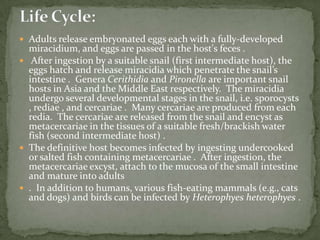 Lab Dx: eggs in stoolEgg of Hymenolepis nana: oval or subspherical and smaller than those of H. diminuta, their size being 40 - 60 µm x 30 - 50 µm.  On the inner membrane are two poles, from which 4-8 polar filaments spread out between the two membranes. The oncosphere has six hooks (seen as dark lines at 8 o'clock). 