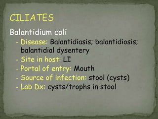 Iodamoeba butschliiTrophozoite: 1 nucleus w/ large, usually central karyosome surr by refractile, achromatic granules;  cytoplasm coarsely granular, vacuolated & can contain bacteria, yeasts  