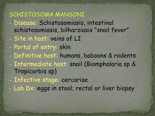 Intermediate host: insects (rat & mouse flea, the flour moth and flour beetle)