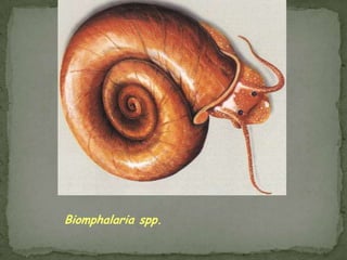 Sources of infection: cysts from insects