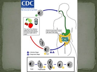 Cyst: one nucleus with a large, usually eccentric karyosome; no chromatoid bodies but have a compact, well defined glycogen mass; shape varies from ovoidal to rounded.