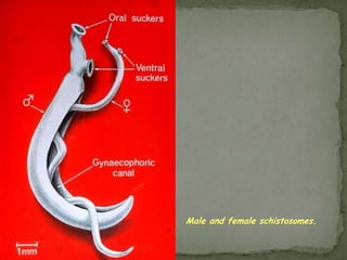 Life Cycle:Eggs of Hymenolepis nana eggs are ingested by an arthropod intermediate host (various species of beetles and fleas may serve as intermediate hosts), they develop into cysticercoids, which can infect humans or rodents upon ingestion and develop into adults in the small intestine.  When eggs are ingested (in contaminated food or water or from hands contaminated with feces- oncospheres (hexacanth larvae) penetrate the intestinal villus and develop into cysticercoid larvae .  Upon rupture of the villus, the cysticercoids return to the intestinal lumen, evaginate their scoleces , attach to the intestinal mucosa and develop into adults that reside in the ileal portion of the small intestine producing gravid proglottids .  Eggs are passed in the stool when released from proglottids through its genital atrium or when proglottids disintegrate in the small intestine internal autoinfection, where the eggs release their hexacanth embryo, which penetrates the villus continuing the infective cycle without passage through the external environment . 