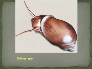 Clinical Features:Hymenolepis nana and H. diminuta infections are most often asymptomatic.  Heavy infections with H. nana can cause weakness, headaches, anorexia, abdominal pain, and diarrhea.