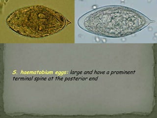 Clinical Features:Hymenolepis nana and H. diminuta infections are most often asymptomatic.  Heavy infections with H. nana can cause weakness, headaches, anorexia, abdominal pain, and diarrhea.