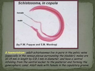 TAENIA SAGINATADisease: Taeniasis; beef tapeworm infection