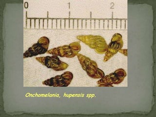 Portal of entry: mouth