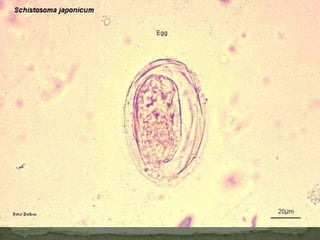 Intermediate host: grazing cattle