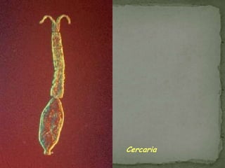 Infective stage: eggs 