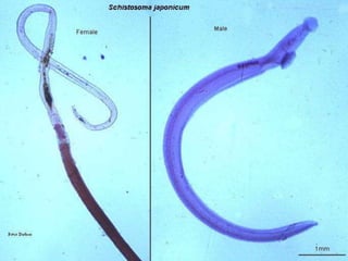 Lab Dx: segments and eggs in stool; Scotch tape swab