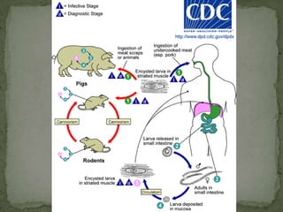 T. Saginata gravid proglottid:has 15 to 30 main uterine branches on each side of central stem; proglottids are much longer than wide