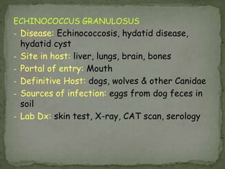 Definitive host: human